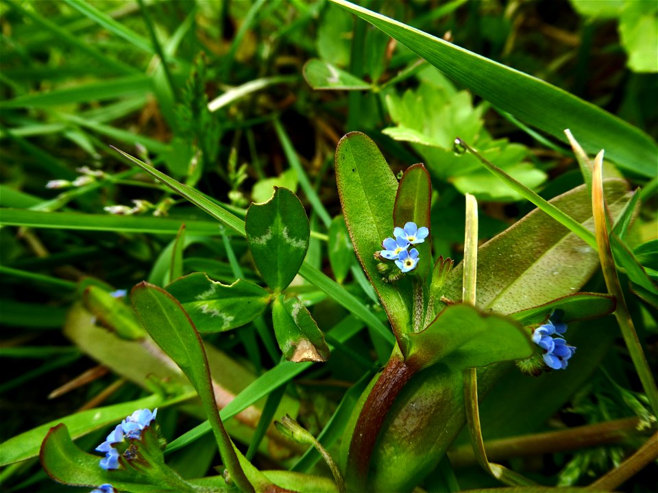 Myosotis sicula Guss., 1843