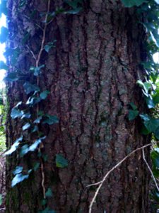 Pseudotsuga menziesii (Mirb.) Franco, 1950
