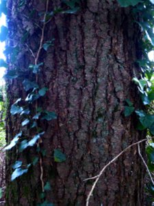 Pseudotsuga menziesii (Mirb.) Franco, 1950 photo