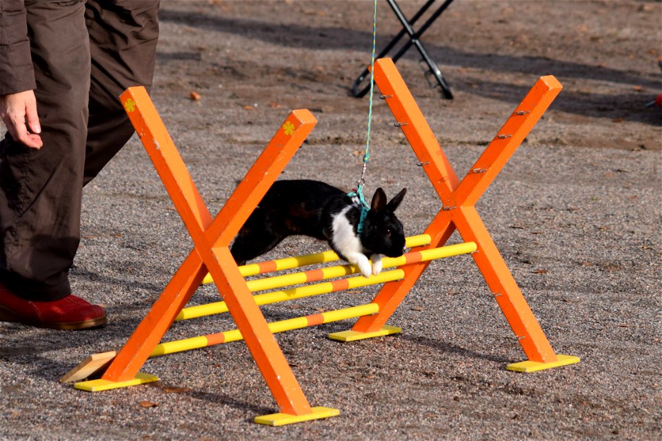 Bunnyjump