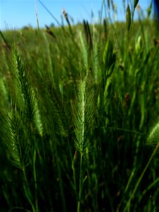 Hordeum geniculatum All., 1785