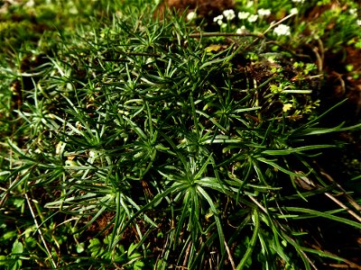 Plantago holosteum Scop., 1771