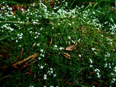 Galium cf. saxatile L., 1753 photo