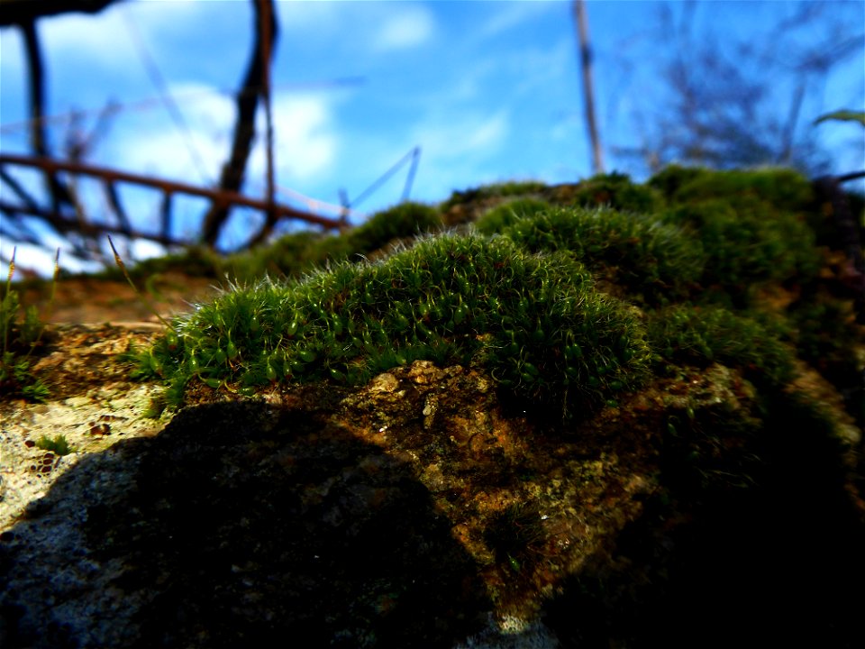 Grimmia pulvinata (Hedw.) Sm., 1807