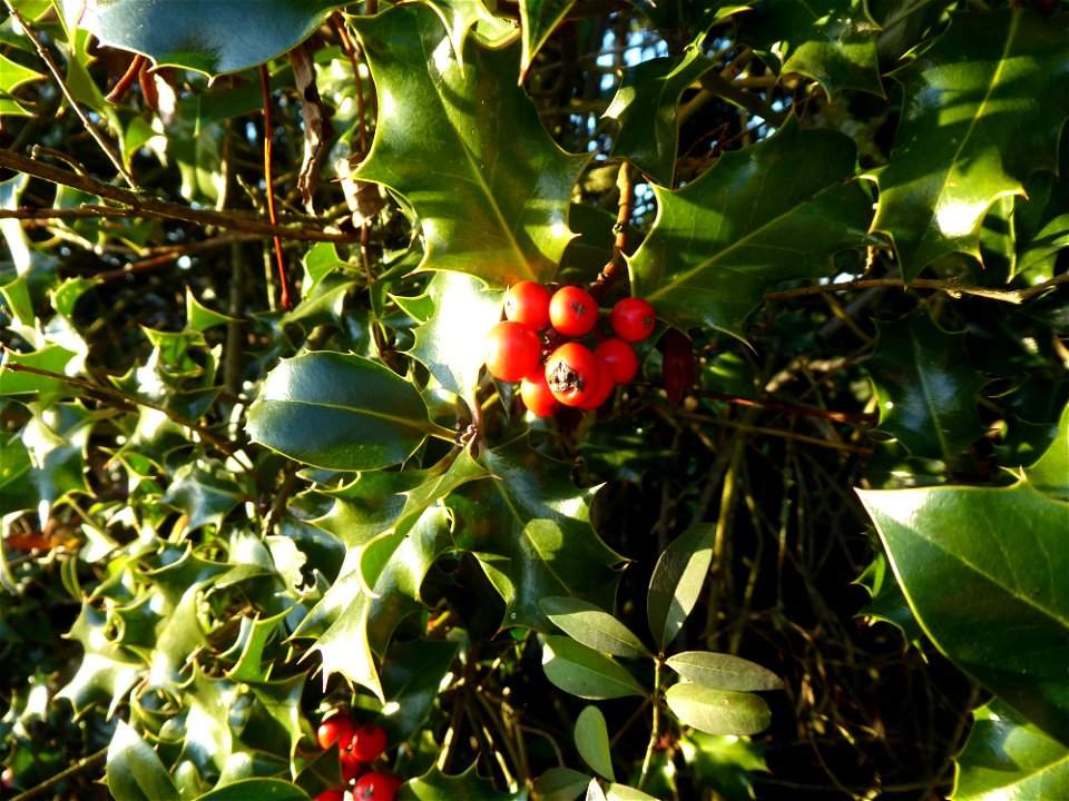 Ilex aquifolium L., 1753