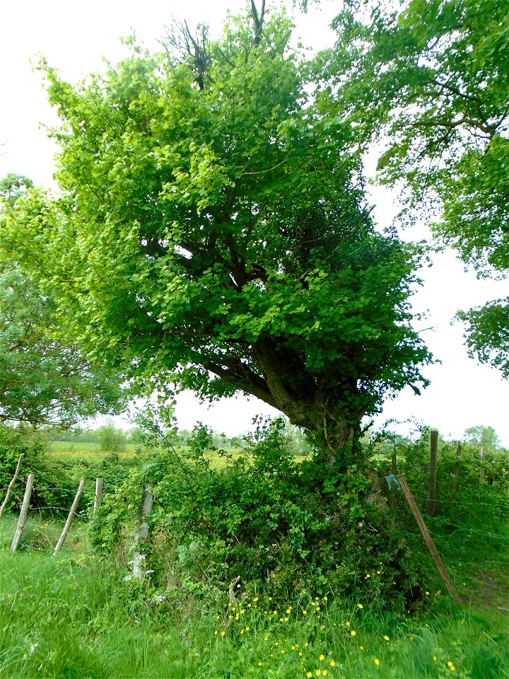 Acer campestre L., 1753