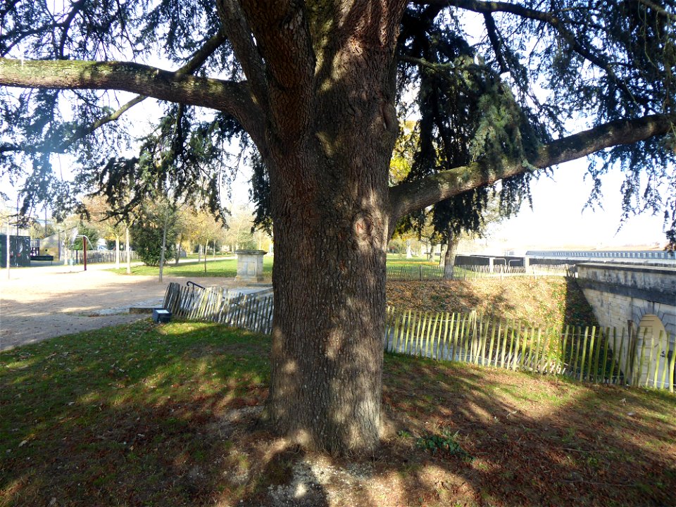 Cedrus cf.atlantica (Manetti ex Endl.) Carrière, 1855