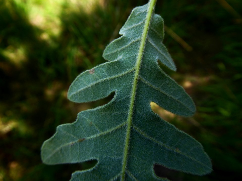 Quercus pyrenaica Willd., 1805