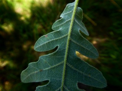 Quercus pyrenaica Willd., 1805