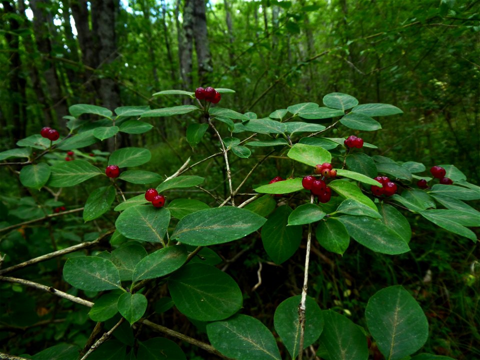 Lonicera xylosteum L., 1753