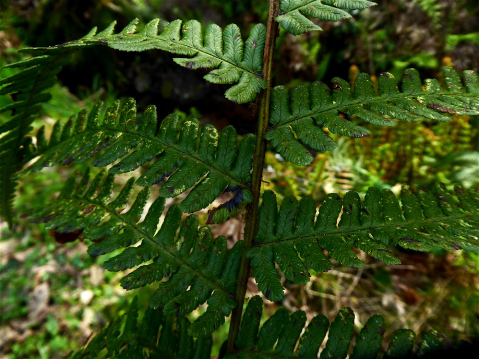 Dryopteris affinis subsp. borreri (Newman) Fraser-Jenk., 1980