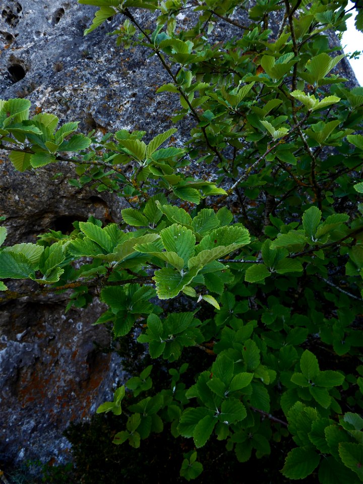 Sorbus aria (L.) Crantz, 1763