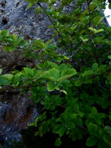 Sorbus aria (L.) Crantz, 1763