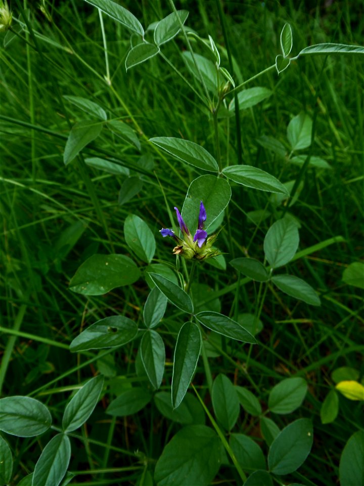 Bituminaria bituminosa (L.) C.H.Stirt., 1981