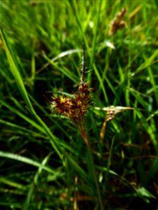 Luzula campestris (L.) DC., 1805