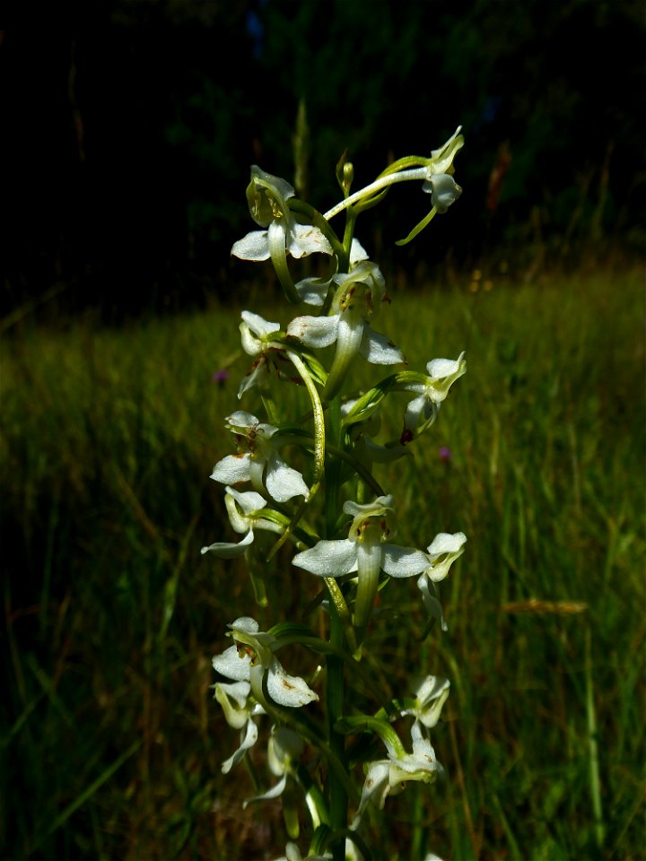 Platanthera chlorantha (Custer) Rchb., 1828