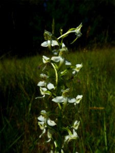 Platanthera chlorantha (Custer) Rchb., 1828
