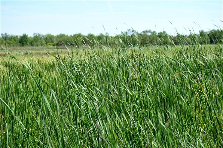 Typha angustifolia L., 1753