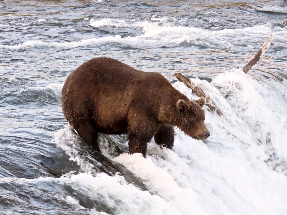 Grizzly bear fishing salmon at Katmai National Park