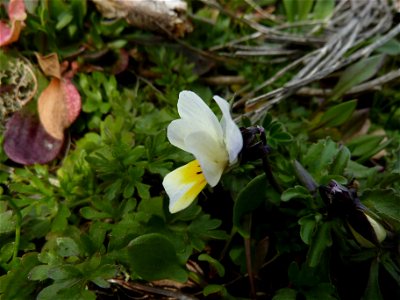 Viola arvensis Murray, 1770