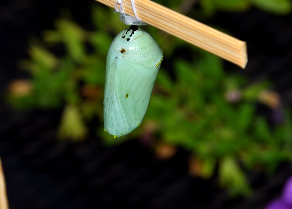 Monarch cacoon (4 of 4)