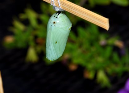 Monarch cacoon (4 of 4)