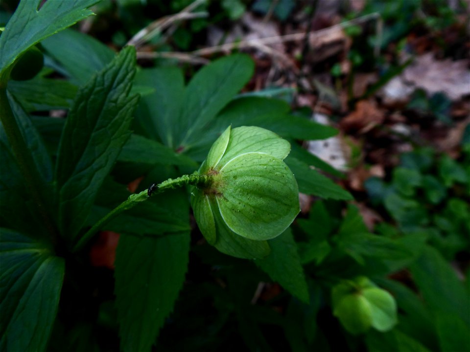 Helleborus viridis L., 1753