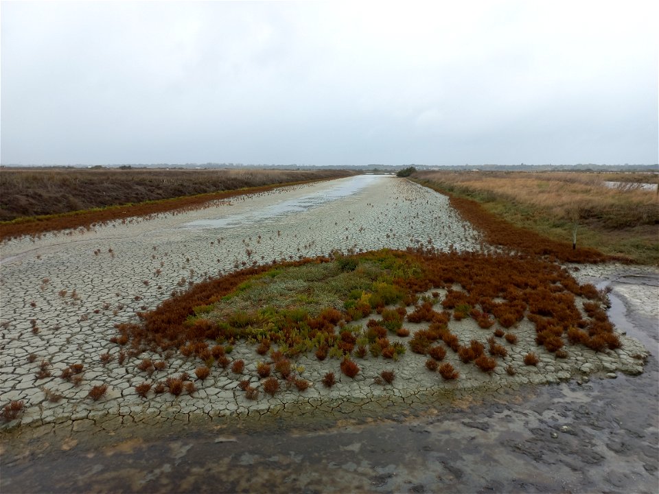 Marais salants, Ré