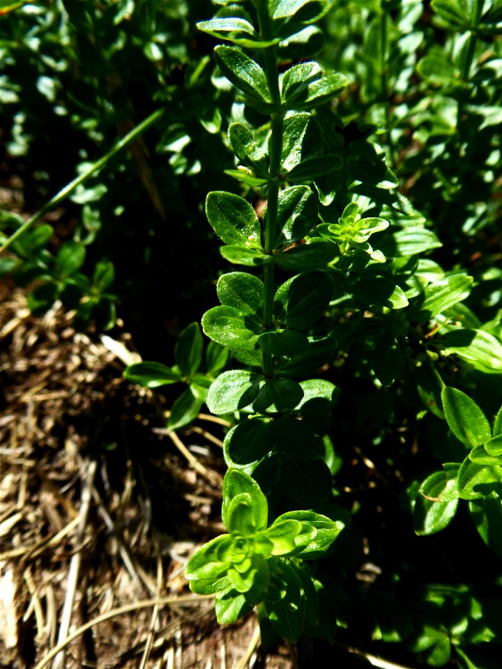 Cruciata glabra (L.) Ehrend., 1958
