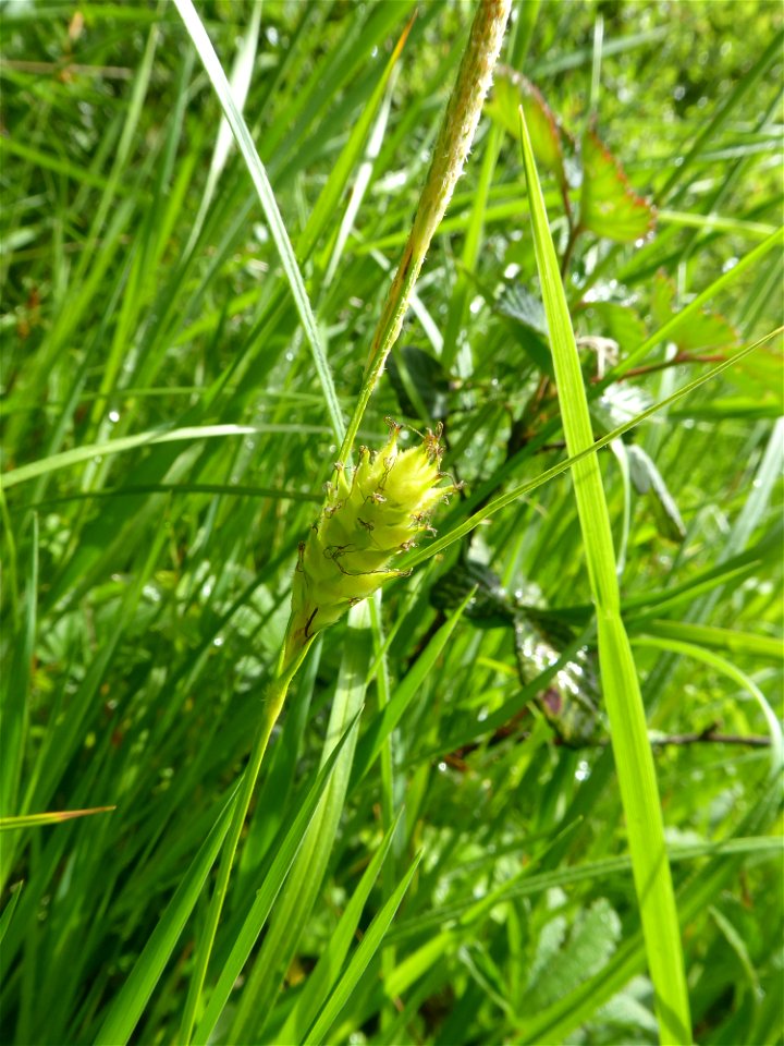 Carex hirta L., 1753
