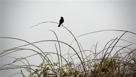 Lone bird