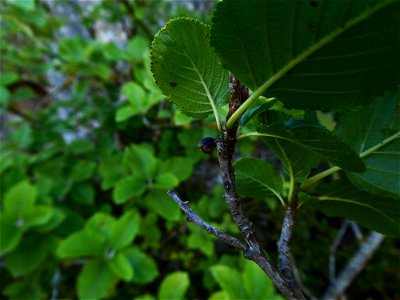 Rhamnus alpina L., 1753