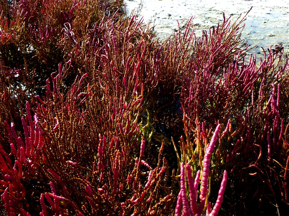 Salicornia emericii Duval-Jouve, 1868