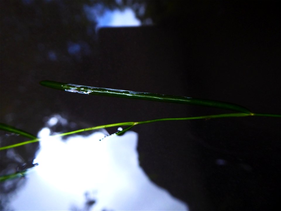 Potamogeton berchtoldii Fieber, 1838