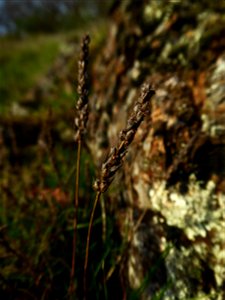 Plantago holosteum Scop., 1771