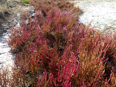 Salicornia emericii Duval-Jouve, 1868