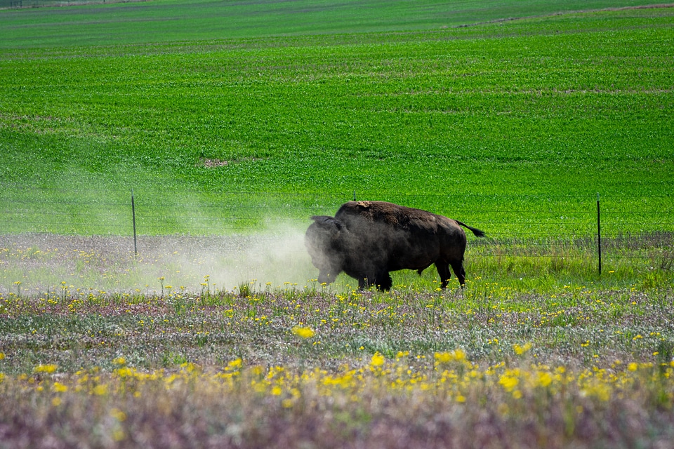 Fort Peck Reservation and Buffalo Ranch