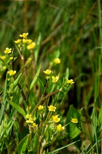 Ranunculus ophioglossifolius Vill., 1789