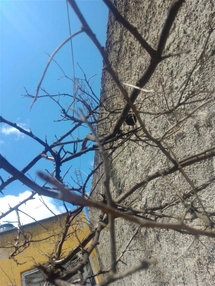 #naturaleza#arbolseco