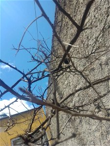 #naturaleza#arbolseco