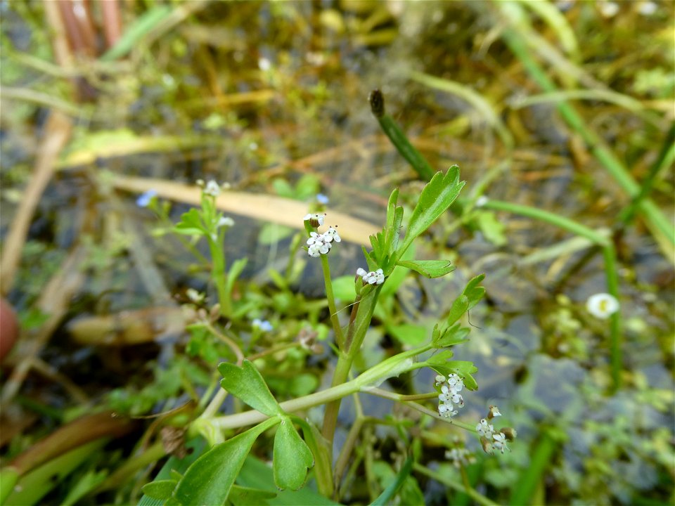 Helosciadium inundatum (L.) W.D.J.Koch, 1824