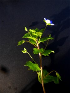 Veronica persica Poir., 1808