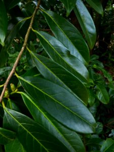 Prunus laurocerasus L., 1753
