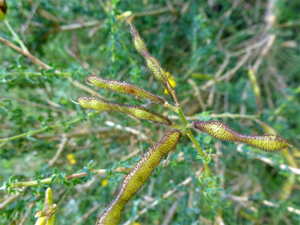 Adenocarpus complicatus (L.) J.Gay, 1836