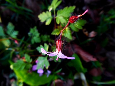 Geranium robertianum L., 1753