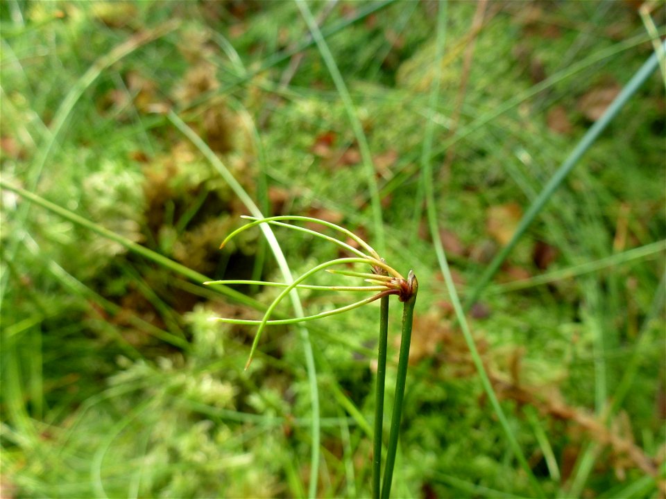 Eleocharis multicaulis (Sm.) Desv., 1818