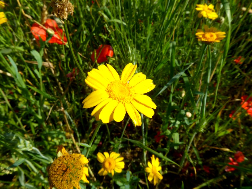 Glebionis segetum (L.) Fourr., 1869