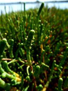 Salicornia fruticosa (L.) L., 1762