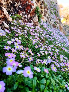 spring wild flowers photo