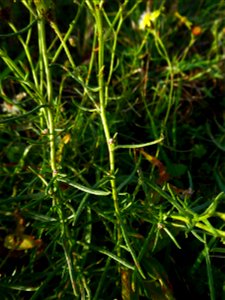Senecio inaequidens DC., 1838